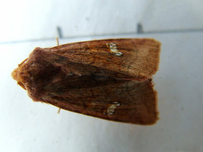 Ear Moth